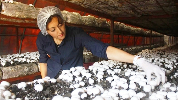 Aldığı Hibeyle Kültür Mantarı Yetiştiriyor